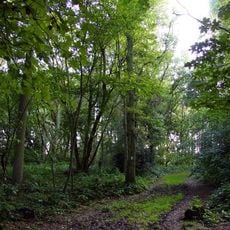 Aston Rowant Woods