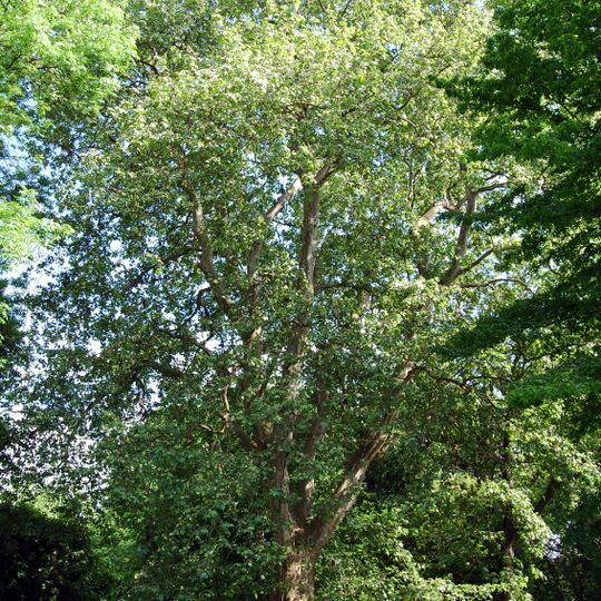 Platane Möllendorffstraße 34-42