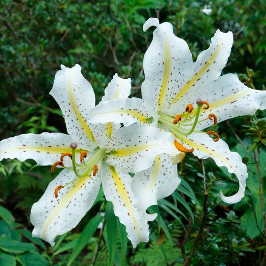 Ibaraki Botanical Garden