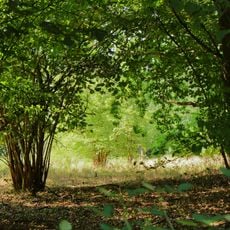 Am Rauhensee bei Steinheim