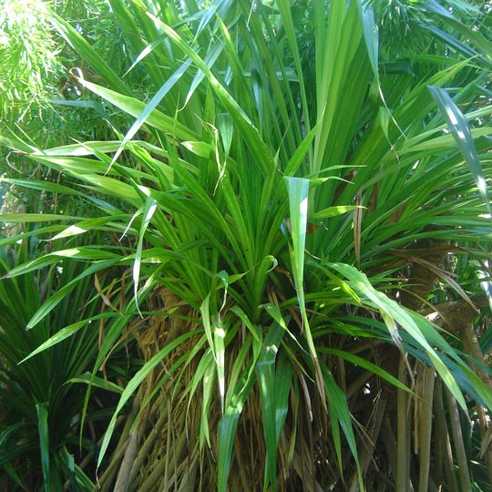 Jardin d'Éden, Île de la Réunion