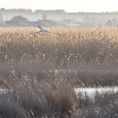 Приазовський чапельник