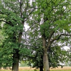 Naturdenkmal 2 Stiel-Eichen im Blumberger Park