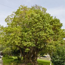 Árvore isolada em Bairro do Restelo