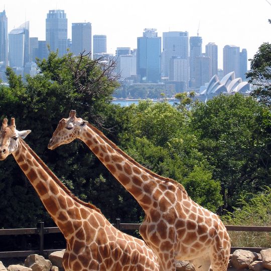 Zoo de Taronga