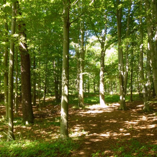 Djurgårdens bokskog