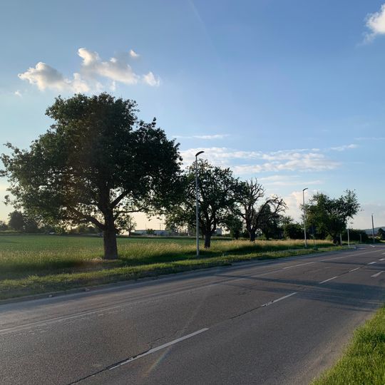 Birnbaumreihe an der Esslinger Straße