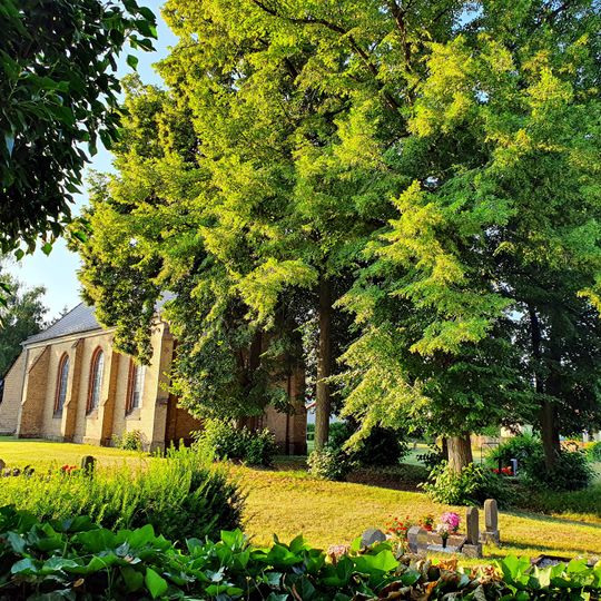 Linden bei Kirche Beiersdorf