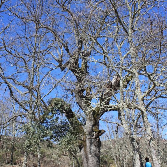 Carvalho Negral em Cimo do Couto de Baixo