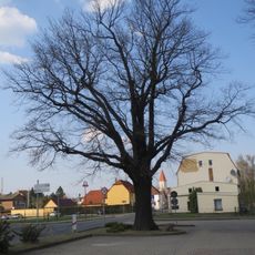 Stieleiche (Quercus robur) in Hosena auf dem Platz der Jugend, westlich