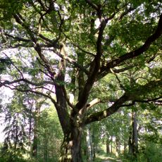 Dub u Budínského rybníka