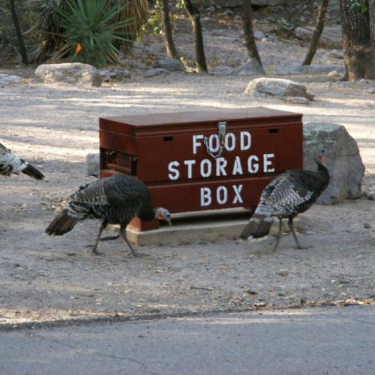 Bonita Canyhon Campground
