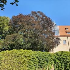 Buche am Schloss Trebsen