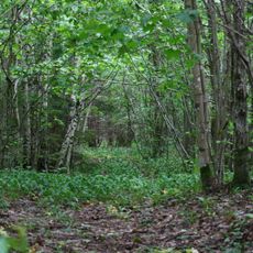 Viidumäe Nature Reserve