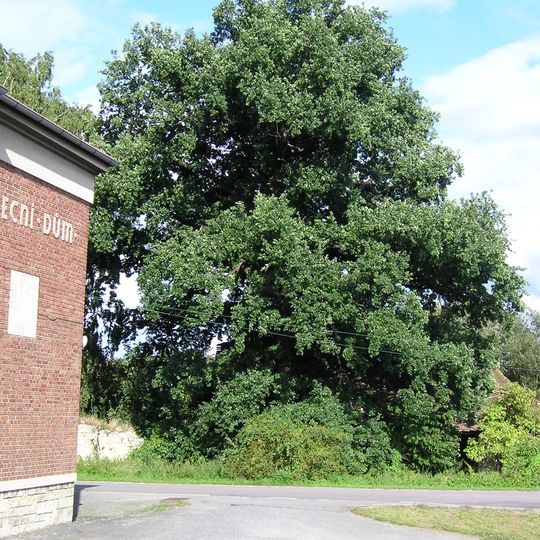 Dub letní v Hrušové