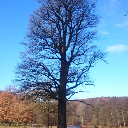 Stiel-Eiche Wechselburg