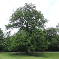 Eiche in der Ing. Stern Straße
