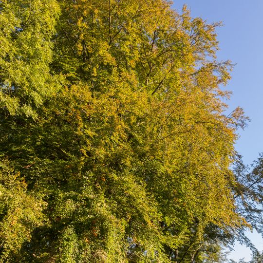 Breitenbrunner Buche