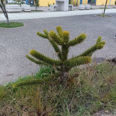 Albero