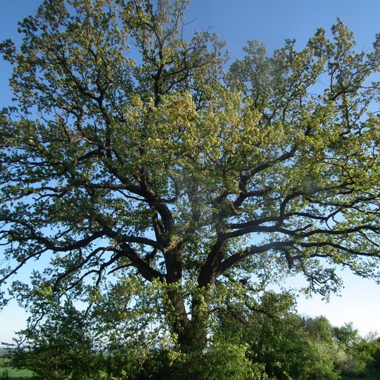 Quercus cerris in Beglež