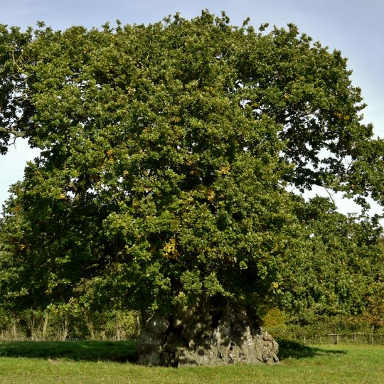 Wyndham's Oak