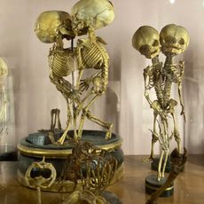 Anatomical Museum