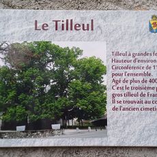 Tilleul de Douvaine