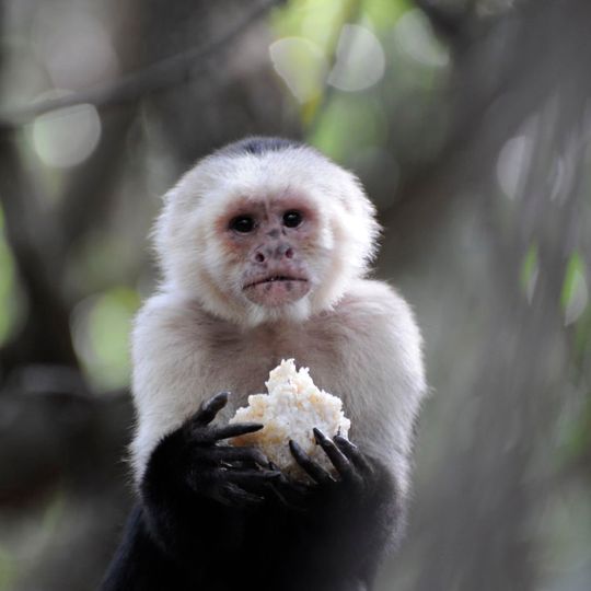 Monkey Sanctuary, Hartbeespoort in South Africa