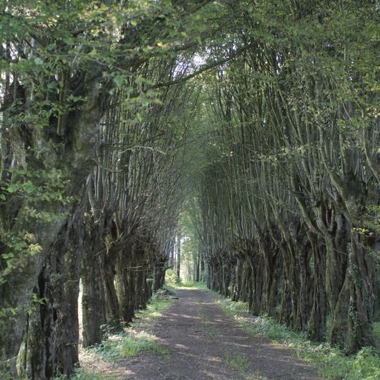 Hainbuchenallee beim Schloss Neuhaus