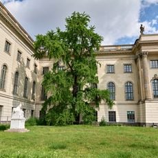 Fächerblattbaum Unter den Linden 6 Süd