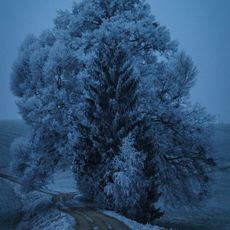 Zwillingslinde von Gramastetten