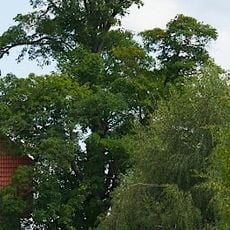 Bergahorn von Mühllacken