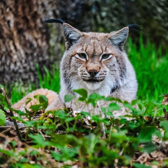 Wildpark Saarbrücken