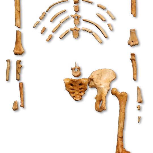 Vale Inferior do Awash