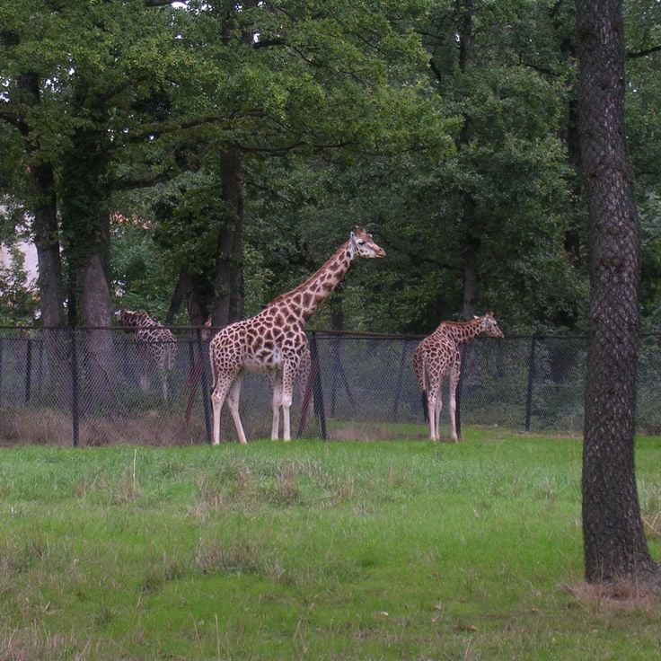 Peaugres Safari