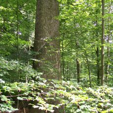 1 Weißtanne im Hanneswiesle