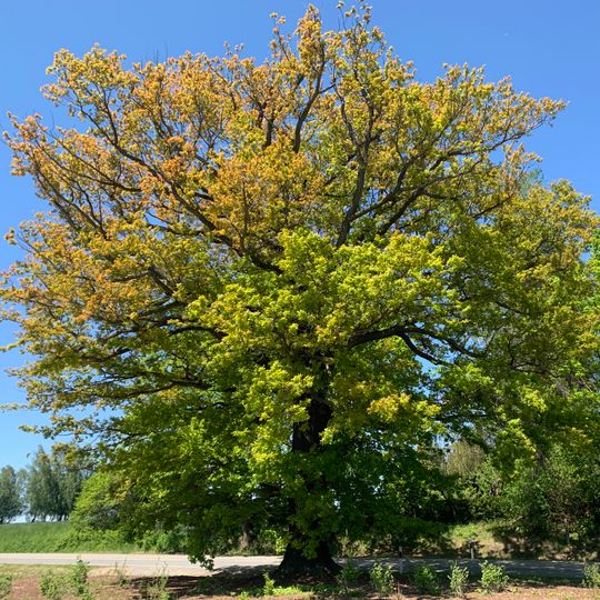 ND Stieleiche Waldenburg