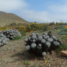 Llanos de Challe National Park