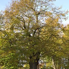 Lotter-lime tree in Augustusburg