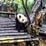 Panda-Basis Dujiangyan