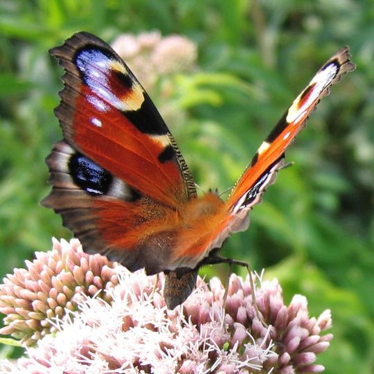 Arboreto di Guignicourt-sur-Vence