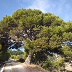 Monumento Natural Pinar de Cánava