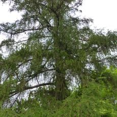 Lärchen an der Nußallee