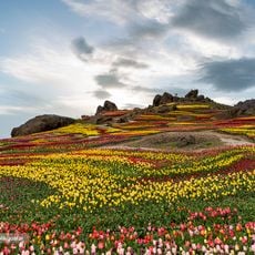 Lazur Tulip Garden