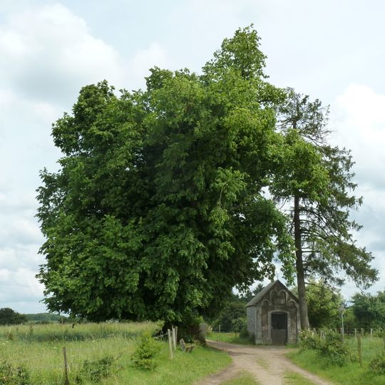 Tilleul des Lognards