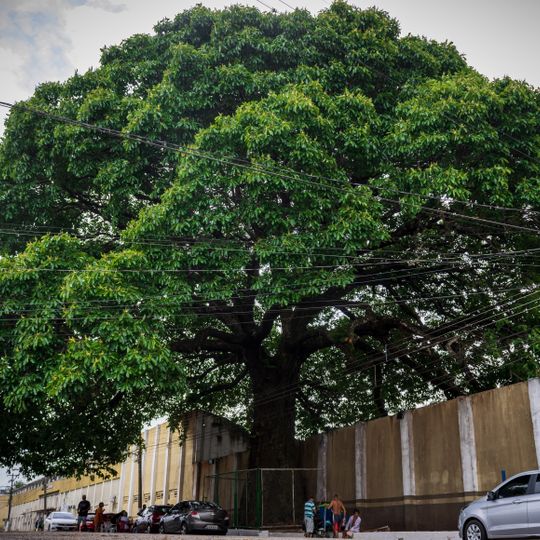 Castanheira do Estádio Aluízio Pinheiro Ferreira