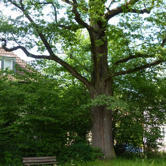 1 Stieleiche Ecke Haldenwaldstr./Kremmlerstr.