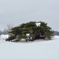 Luha pine