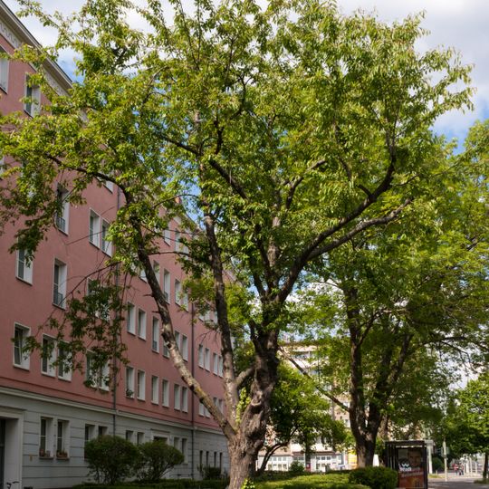 Hohe Nelken-Kirsche Kniprodestraße 113b