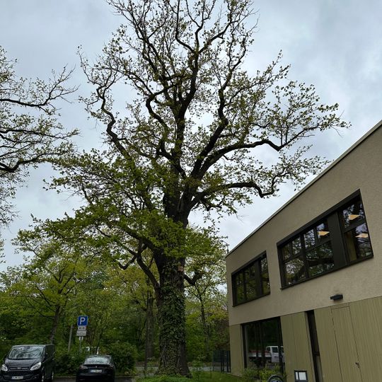 Stieleiche Amalienstraße